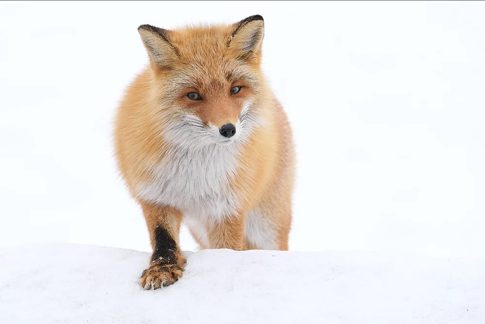 Obiektyw FujiFilm Fujinon XF 150-600 mm f/5.6-8 R LM OIS WR