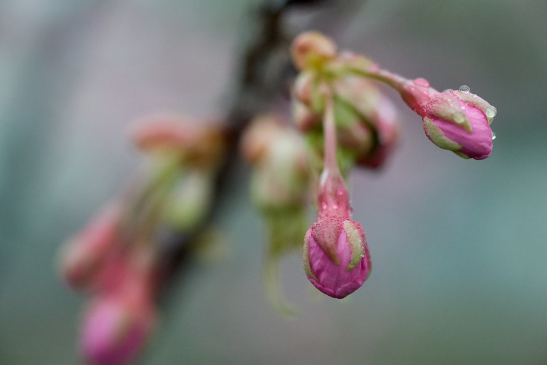 FujiFilm Fujinon XF 60 mm f/2.4 R Macro