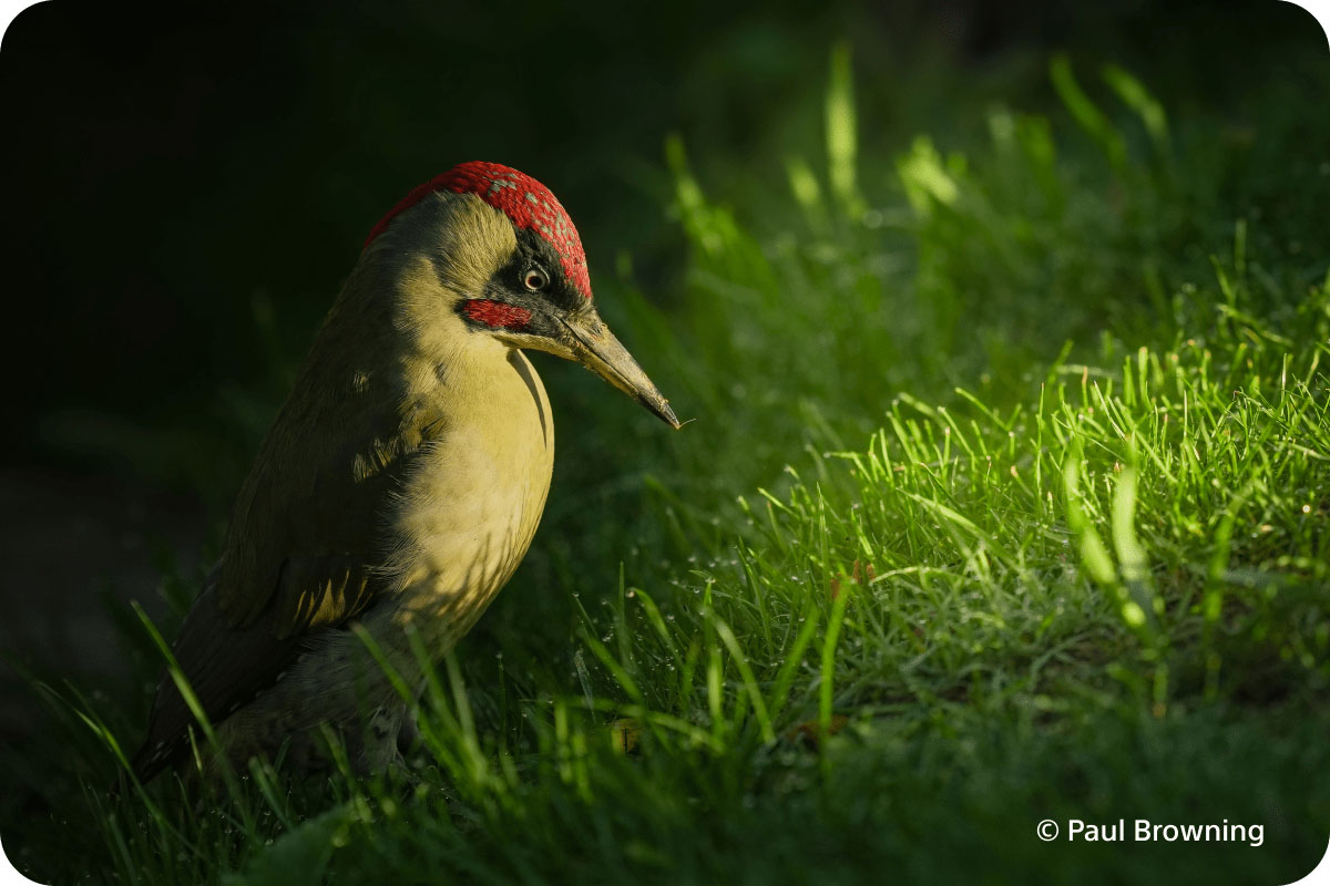 Aparat cyfrowy Sony A7 V body (ILCE7M5B.CEC)