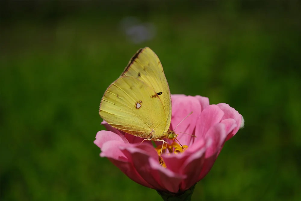 FujiFilm Fujinon XF 30 F2.8 R LM WR Macro - Zapytaj o ofertę