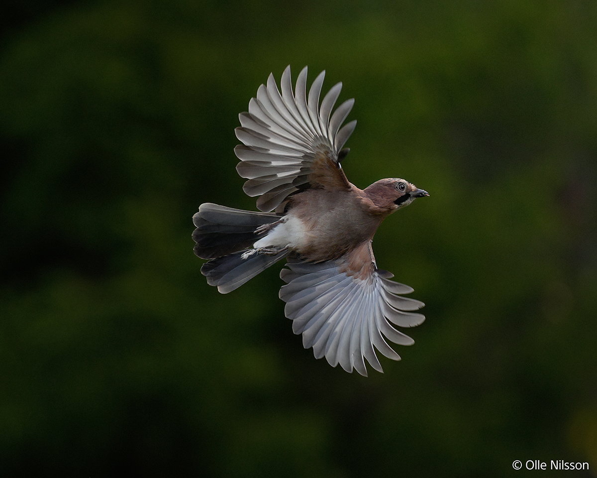 Aparat cyfrowy Sony A1II body.