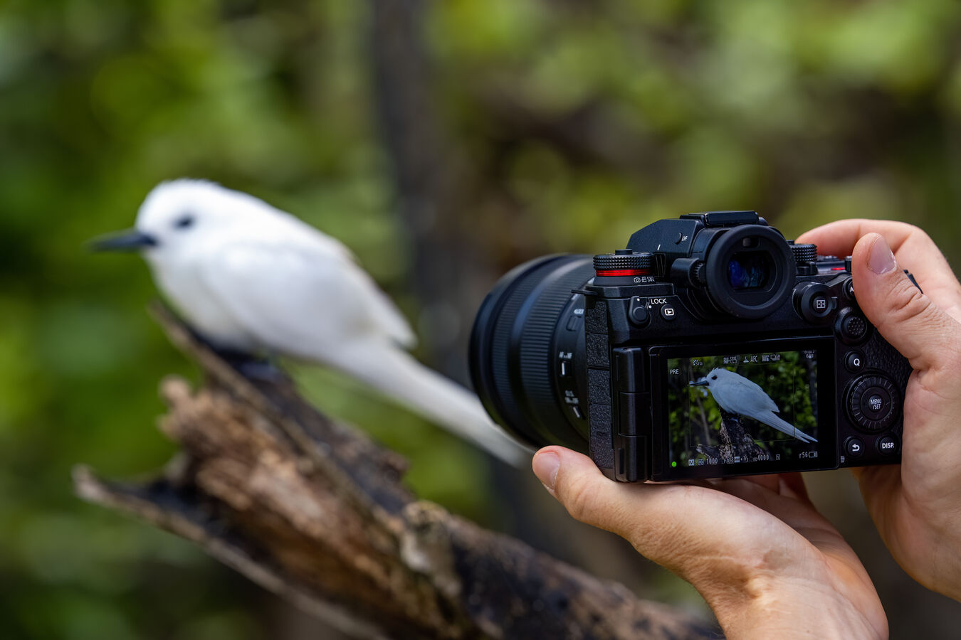 Aparat cyfrowy Panasonic Lumix S1RII body
