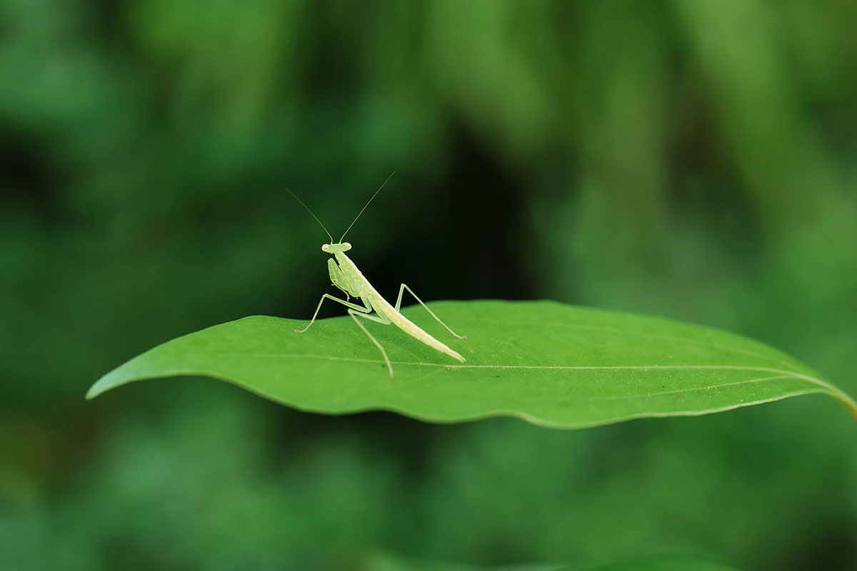 Obiektyw Viltrox AF 56 mm F1.2 PRO FUJI