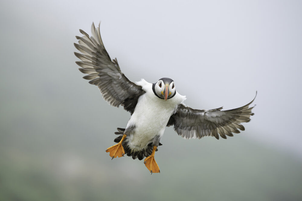 Obiektyw Olympus M.Zuiko Digital ED 50-200 mm F2.8 IS PRO