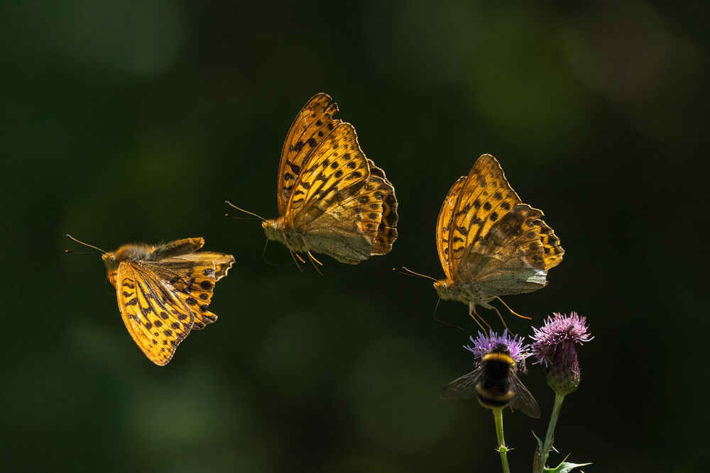 Obiektyw Olympus M.Zuiko Digital ED 50-200 mm F2.8 IS PRO