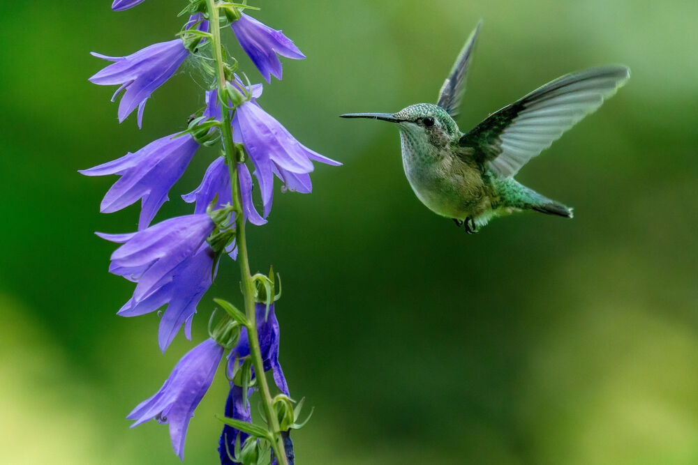 Obiektyw Olympus M.Zuiko Digital ED 50-200 mm F2.8 IS PRO