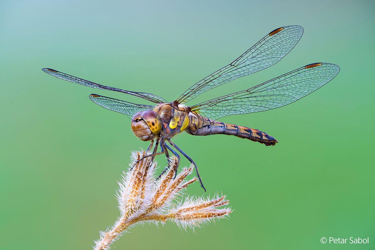 Obiektyw Sony FE 100 mm f/2.8 GM MACRO (SEL100M28GM)