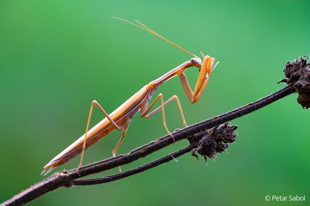Obiektyw Sony FE 100 mm f/2.8 GM MACRO (SEL100M28GM)