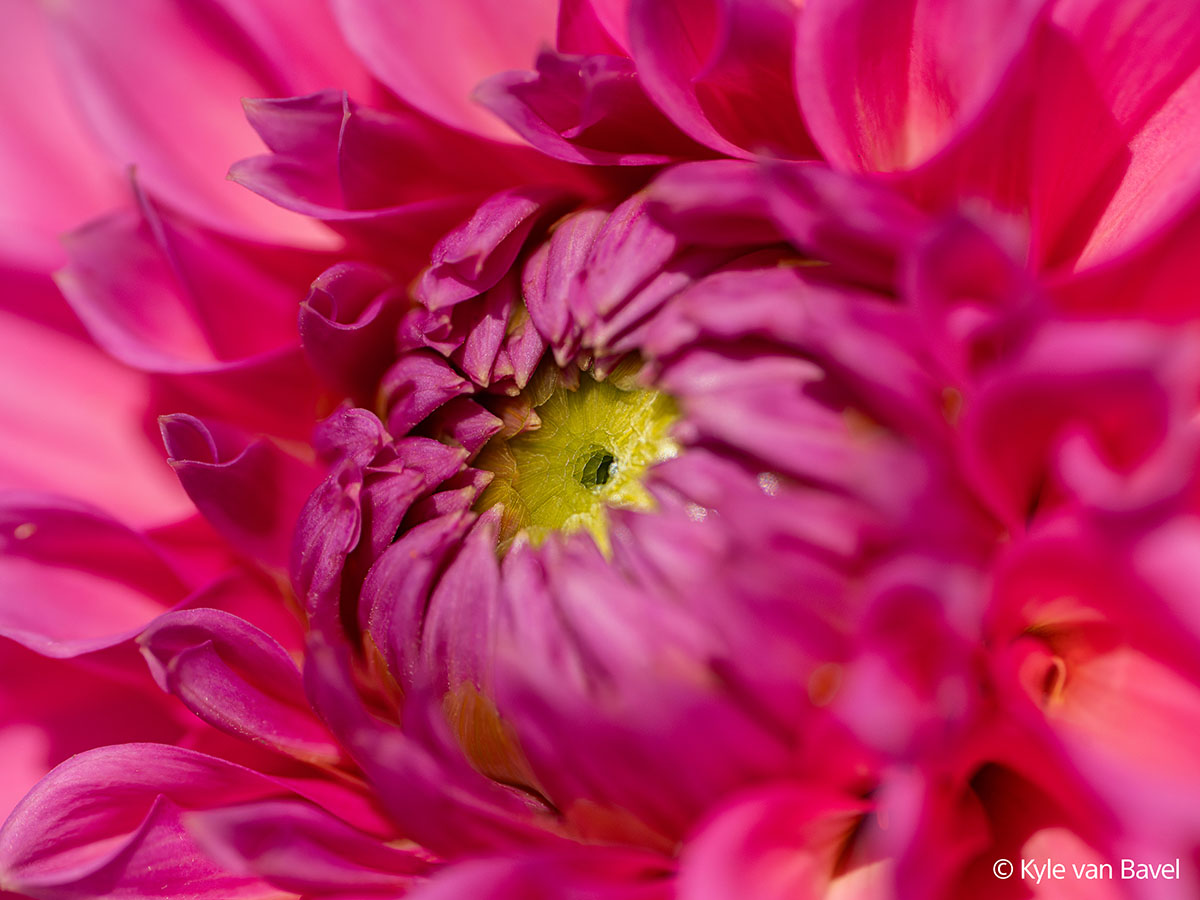 Obiektyw Sony FE 100 mm f/2.8 GM MACRO (SEL100M28GM)